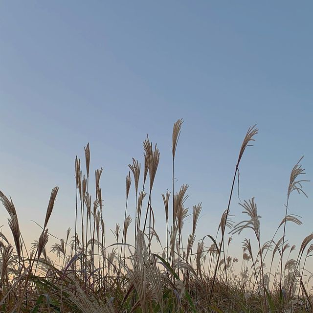 제주 오름추천 “용눈이오름”🌾