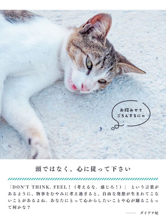 【香川】猫の島🏝️可愛い猫ちゃんと名言に癒される✨