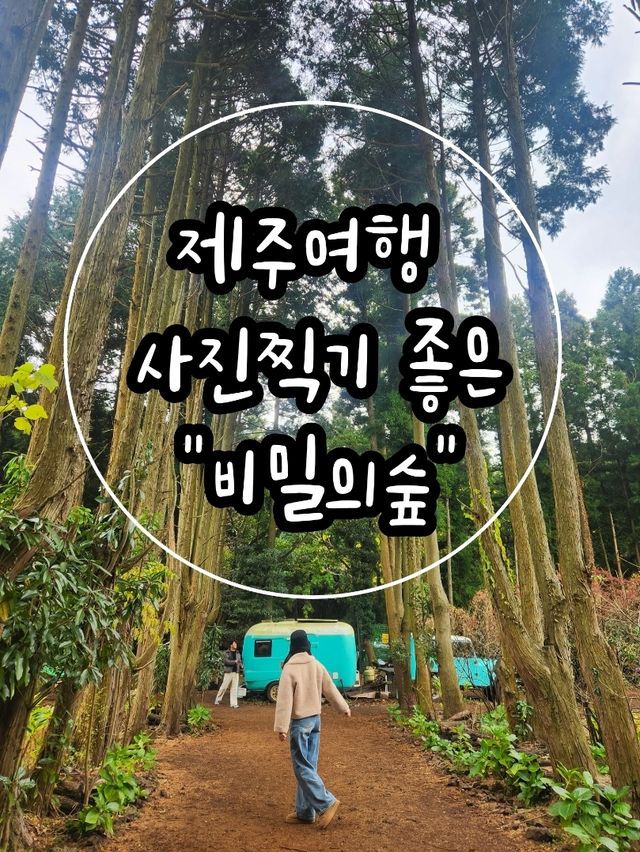 🌳제주 동쪽여행 걷기 좋은 숲길, "비밀의숲"🌳