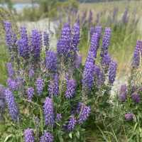 Breath taking view Lake Tekapo