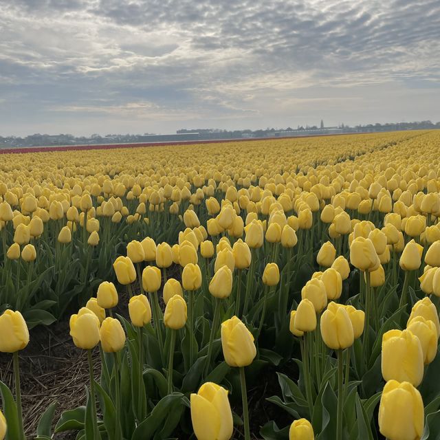 Spring with a sea of tulips