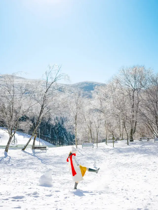 파란하늘 새하얀 눈의 대관령 양떼목장 🐑🐑❄️