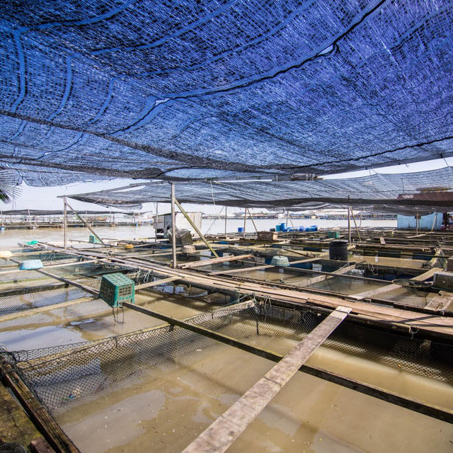 Marine Life unfolds at Kukup Kelong