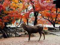 ไปให้อาหารน้องกวางที่เมืองนารา 🦌🇯🇵