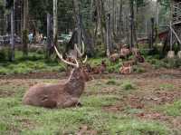 A visit to Bandung’s Serene Deer Park