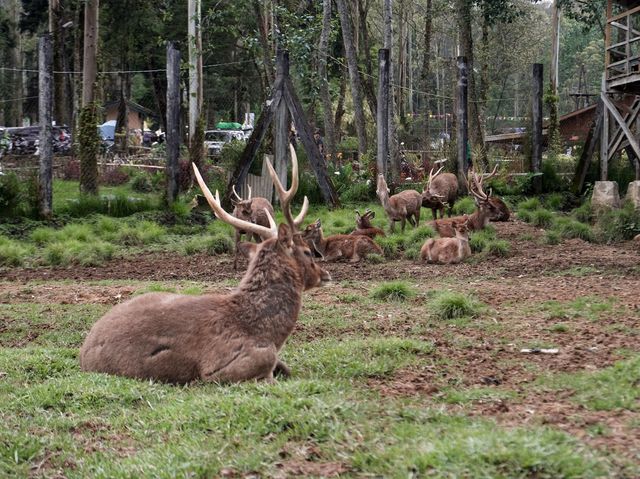 A visit to Bandung’s Serene Deer Park