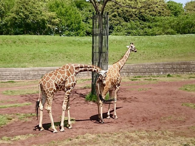 Petting Animal Village, Chiba Zoological Park