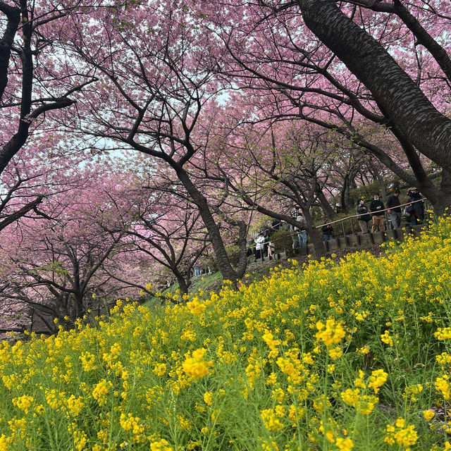 เที่ยวชม Sakura at Matsuda , Japan