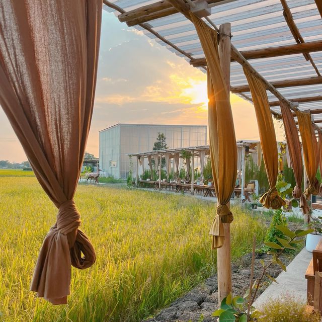 คาเฟ่ปทุมธานีเปิดใหม่  🍃🌾  