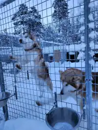 รีวิวกิจกรรมหมาลากเลื่อน#DogSleddingInKiruna