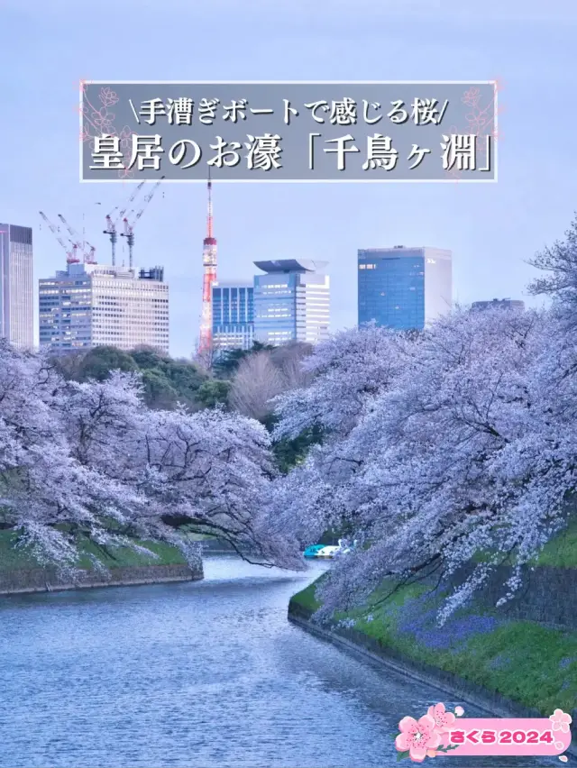 【九段下】皇居のお濠に260本の桜が咲き誇る🌸※オススメルート情報付き