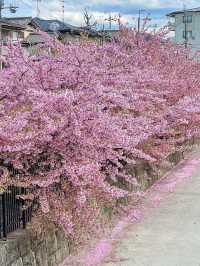 【京都】京都市内で一番早くお花見が出来る人気スポット