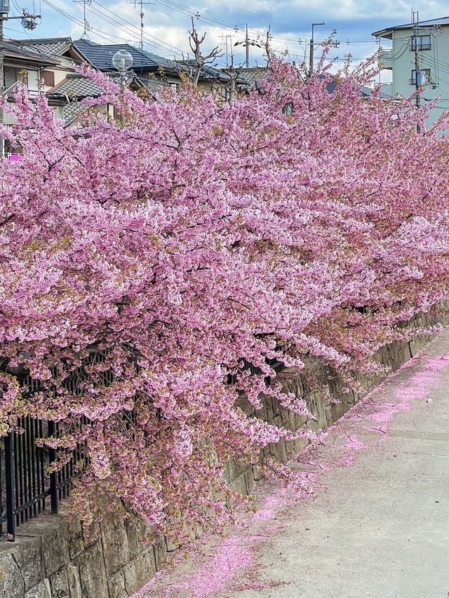 【京都】京都市内で一番早くお花見が出来る人気スポット