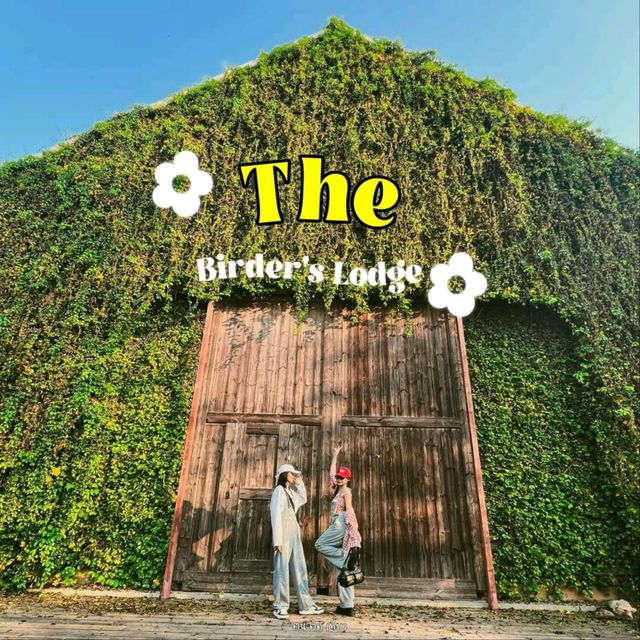 อัพเดตล่าสุด ดอกเหลืองชัชวาลย์🌼 คาเฟ่เขาใหญ่