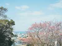 日本でも早く桜の見頃を迎える寒緋桜