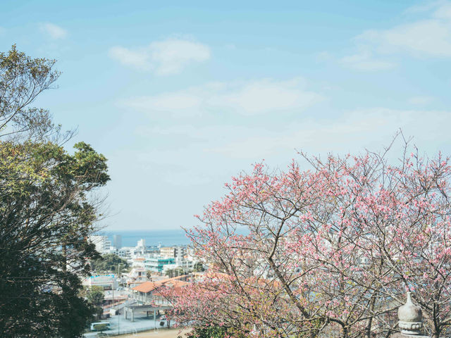 日本でも早く桜の見頃を迎える寒緋桜