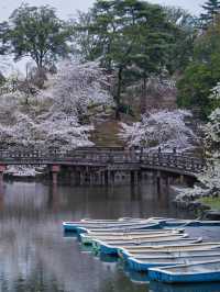 【奈良×桜】奈良観光の定番「奈良公園」で楽しむ桜🌸※鹿と撮るコツ付き