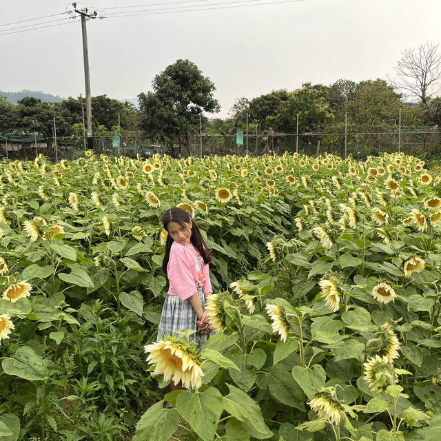 元朗信芯園：向日葵花海，搭76K巴士至石湖圍站