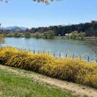 【大邱峨洋橋河畔】漫步櫻花隧道中🌸