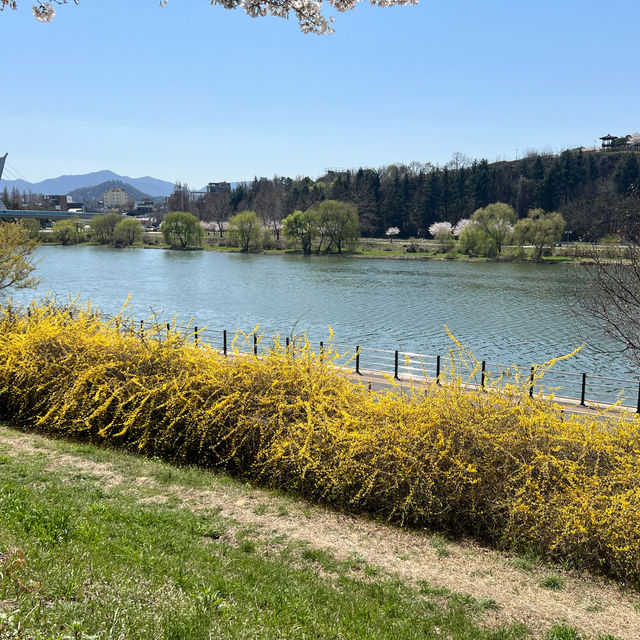 【大邱峨洋橋河畔】漫步櫻花隧道中🌸
