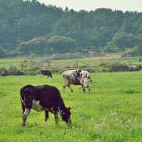 🌾 성이시돌목장, 제주 녹색의 풍경과 역사를 품은 곳