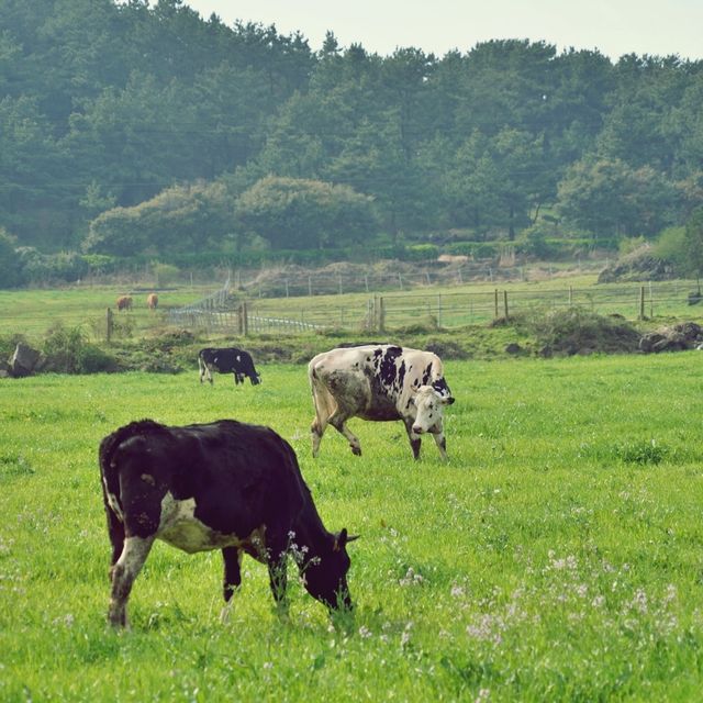 🌾 성이시돌목장, 제주 녹색의 풍경과 역사를 품은 곳