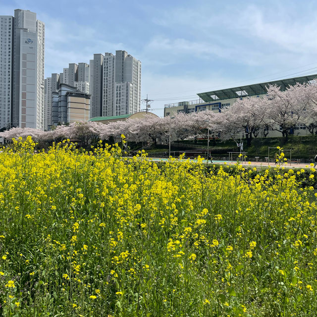 부산 벚꽃 명소로 유명한 온천천