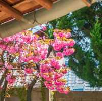 Beautiful Cherry Blossom of Eunpa Lake Park