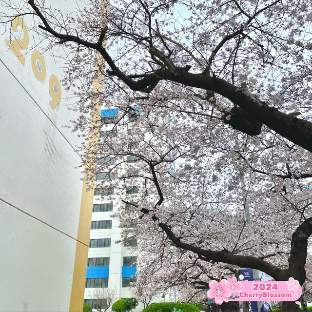 Dreamy Streets in Namcheon-Dong