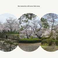 富津公園：春季賞櫻勝地，日本必遊景點