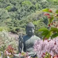각원사 실시간 겹벚꽃개화상황 24년4월13일