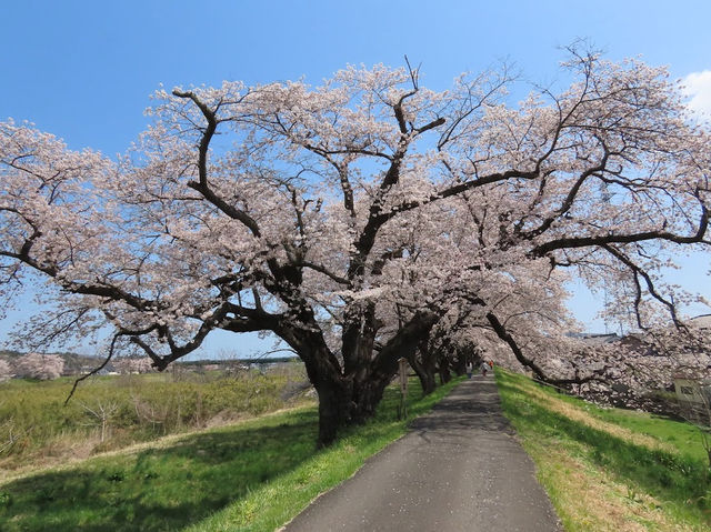 🌸【日本宮城縣】🌸白石川堤櫻花隧道，攝影愛好者和櫻花愛好者的天堂
