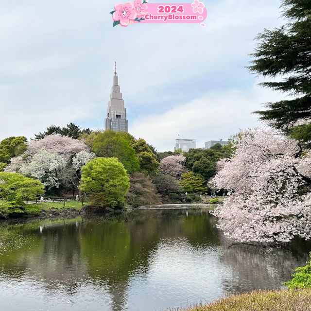 Sakura 🌸 dreams ⭐️ & Sunshine ☀️ Beams🌺💎