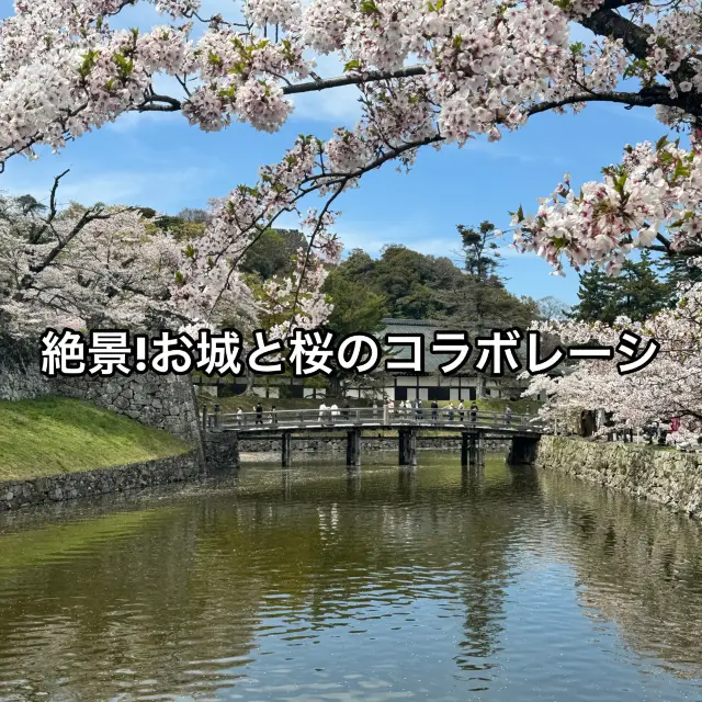 【滋賀】絶景！お城と桜のコラボレーション