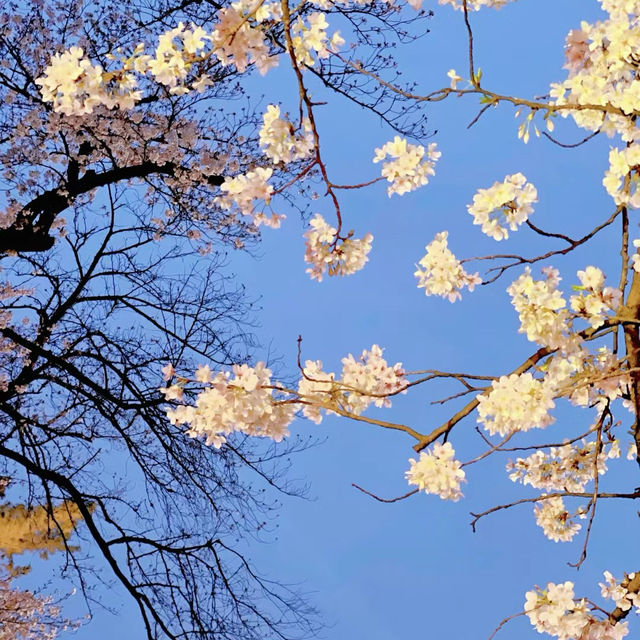 弘前城公園：春天櫻花浪漫景緻