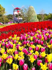 Taean Tulip Festival