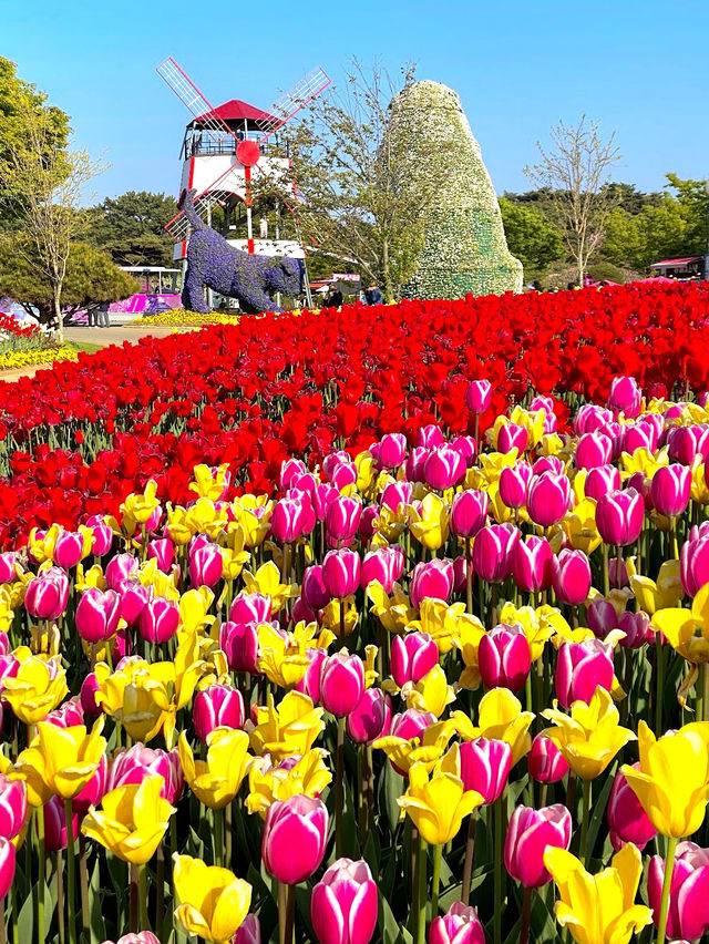 Taean Tulip Festival