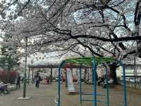 Sakura full blossom