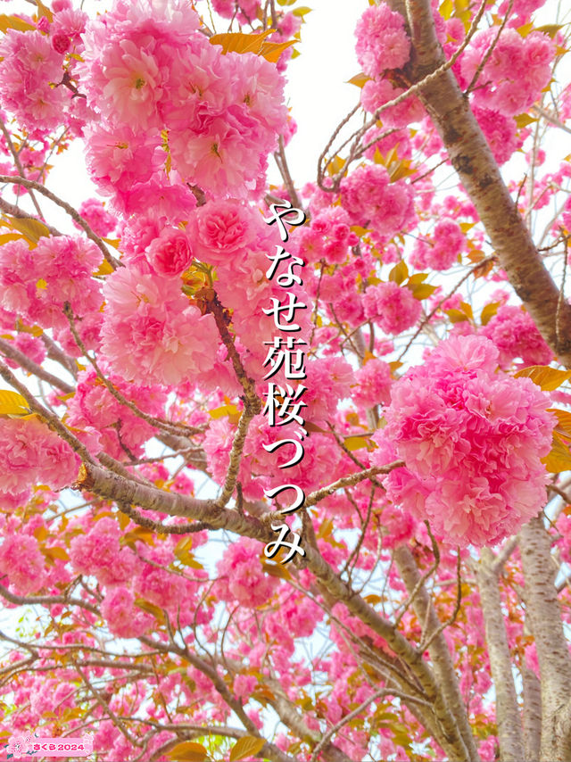 【2024年桜】まだ間に合う遅咲きの八重桜 【2024年桜】まだ間に合う遅咲きの八重桜