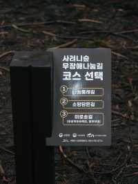비오는 스냅 찍기 좋은 제주도 사려니숲길