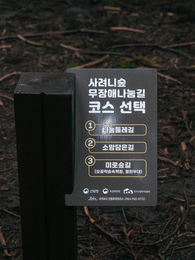 비오는 스냅 찍기 좋은 제주도 사려니숲길