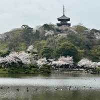 橫浜賞櫻名園