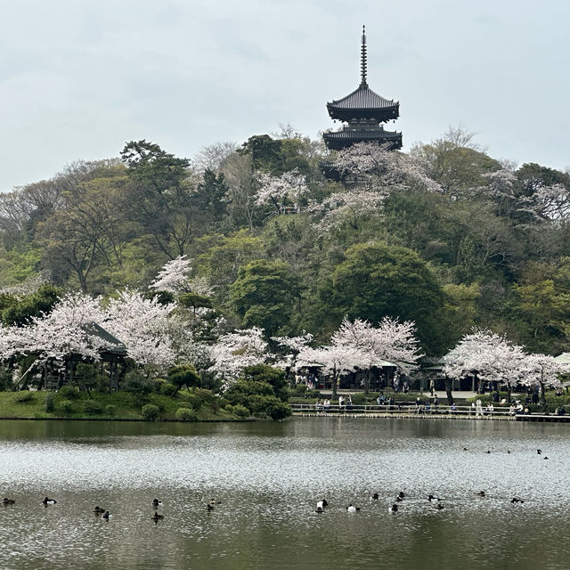 橫浜賞櫻名園