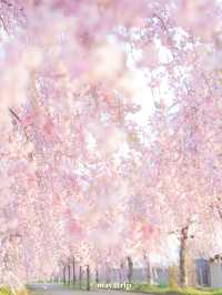 【福島】どこまで行ってもしだれ桜