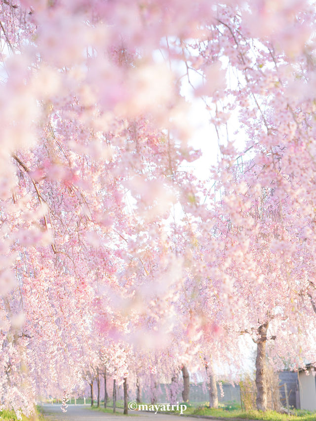 【福島】どこまで行ってもしだれ桜