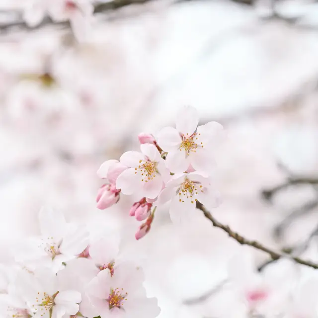 【京都】桜や季節のお花が楽しめる京都府立植物園