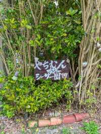 【沖縄】本部町 縁側席がおすすめ！やんばるで過ごす情緒ある森カフェ