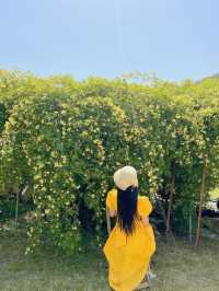💛창원에서 제일 예쁜 목향장미 포토존💛