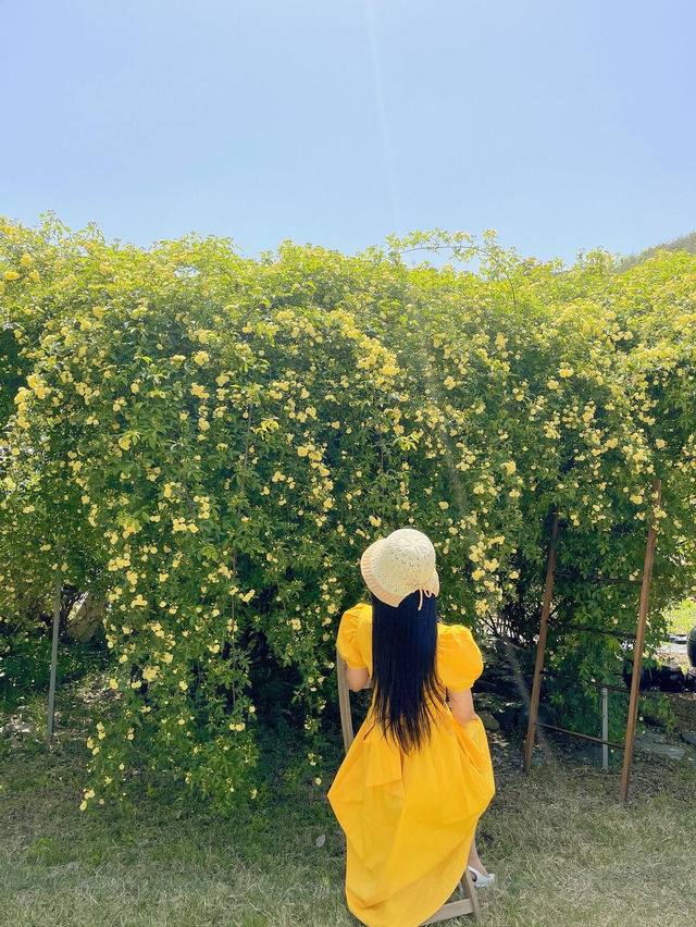 💛창원에서 제일 예쁜 목향장미 포토존💛
