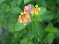 【春天好去處】佐敦谷公園：山上綠洲，城裡忘憂❤️